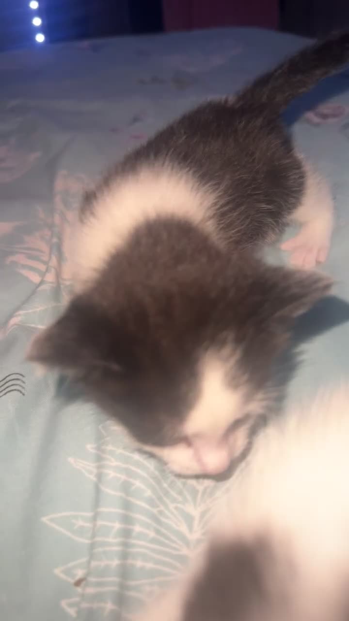 Mixed Breed cats for sale: 4 MIXED BREED KITTENS  - Video 1