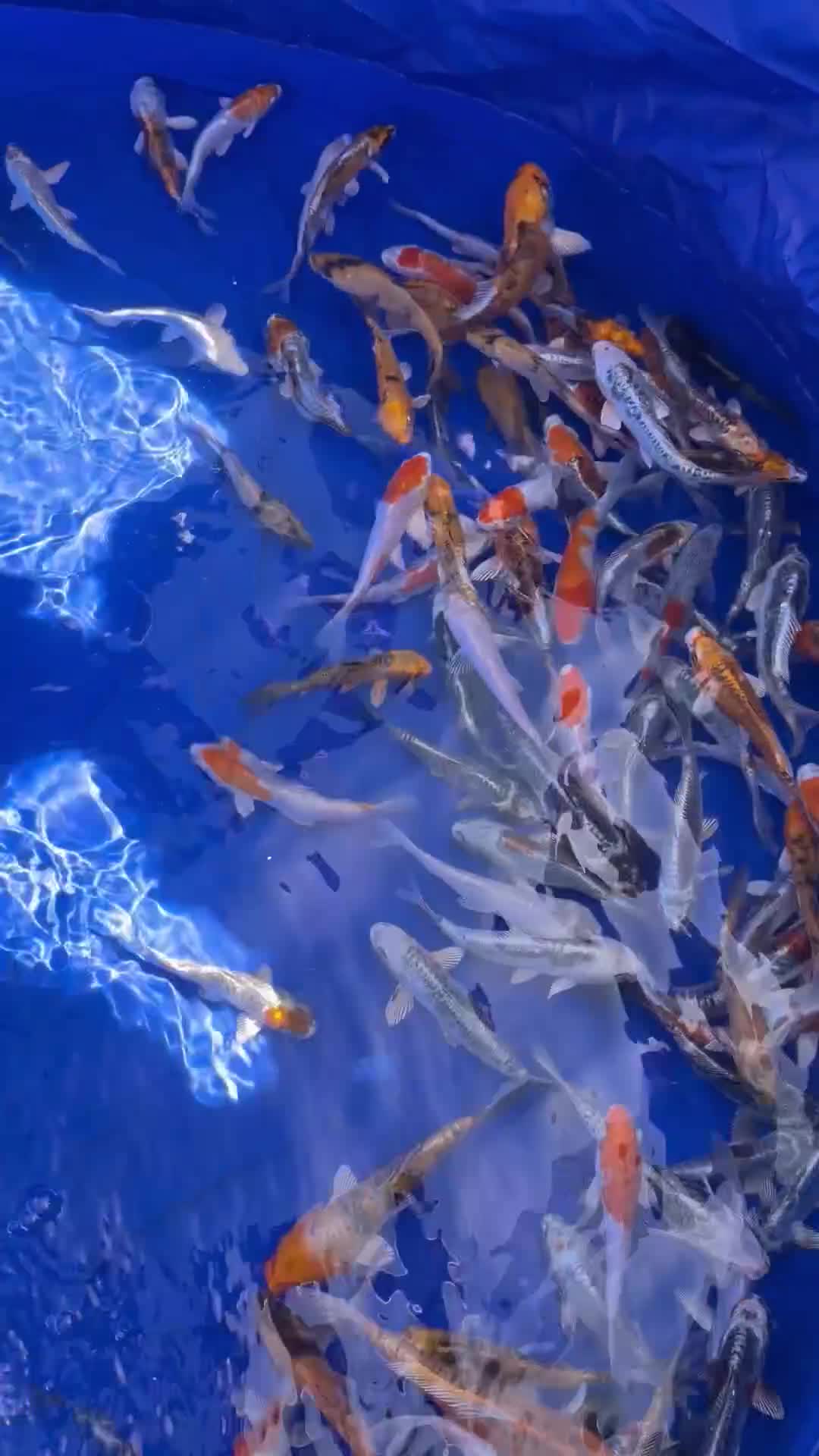 Koi Carp fish for sale: Jap koi in Coventry - Video 1