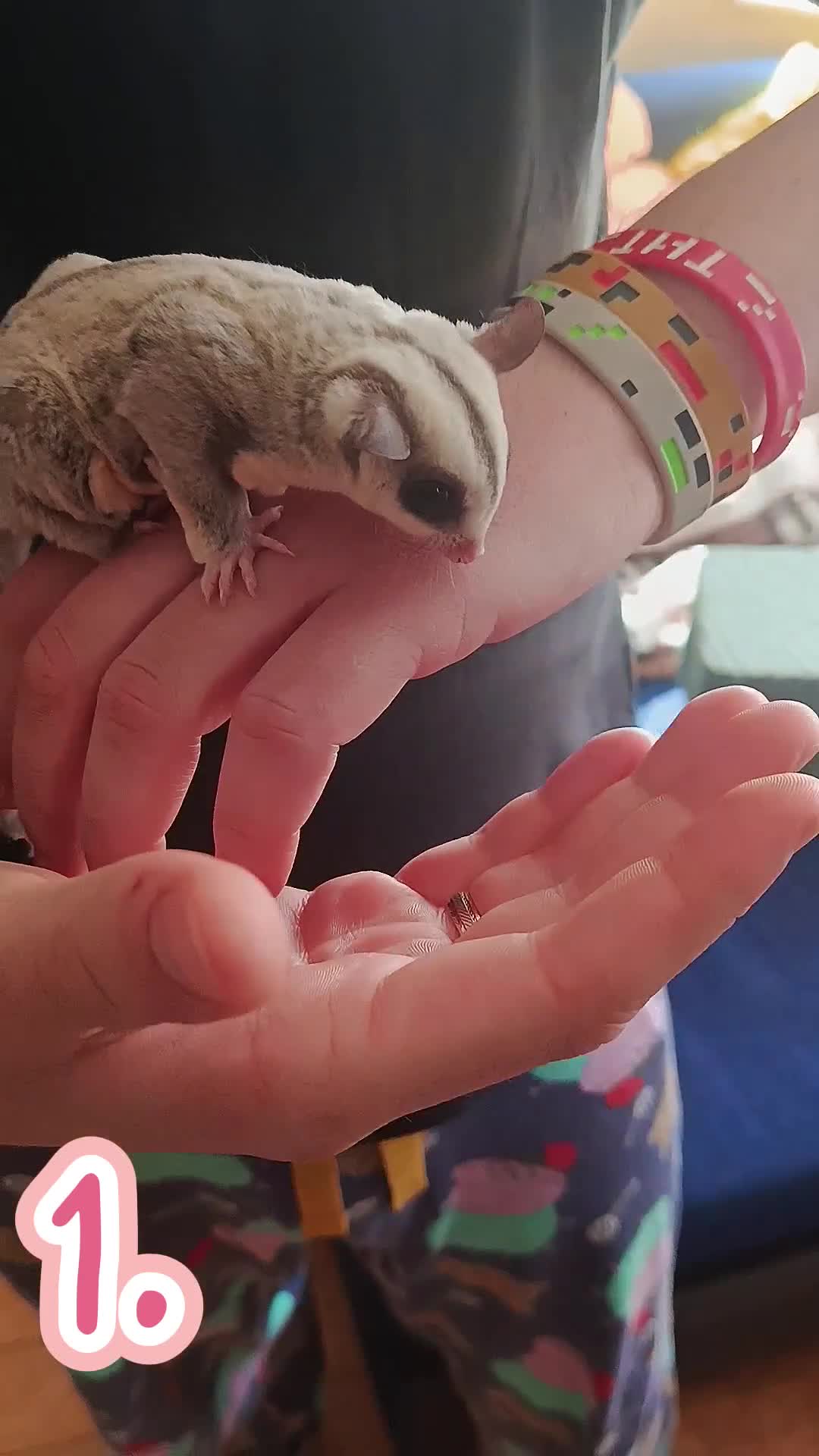 Sugar Glider rodents for sale: adult sugar gliders 🐾 - Video 2