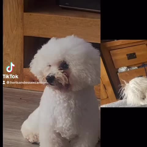 Bichon Frise dogs for stud: Bichon Frise *for stud only* in Hoddesdon - Video 1
