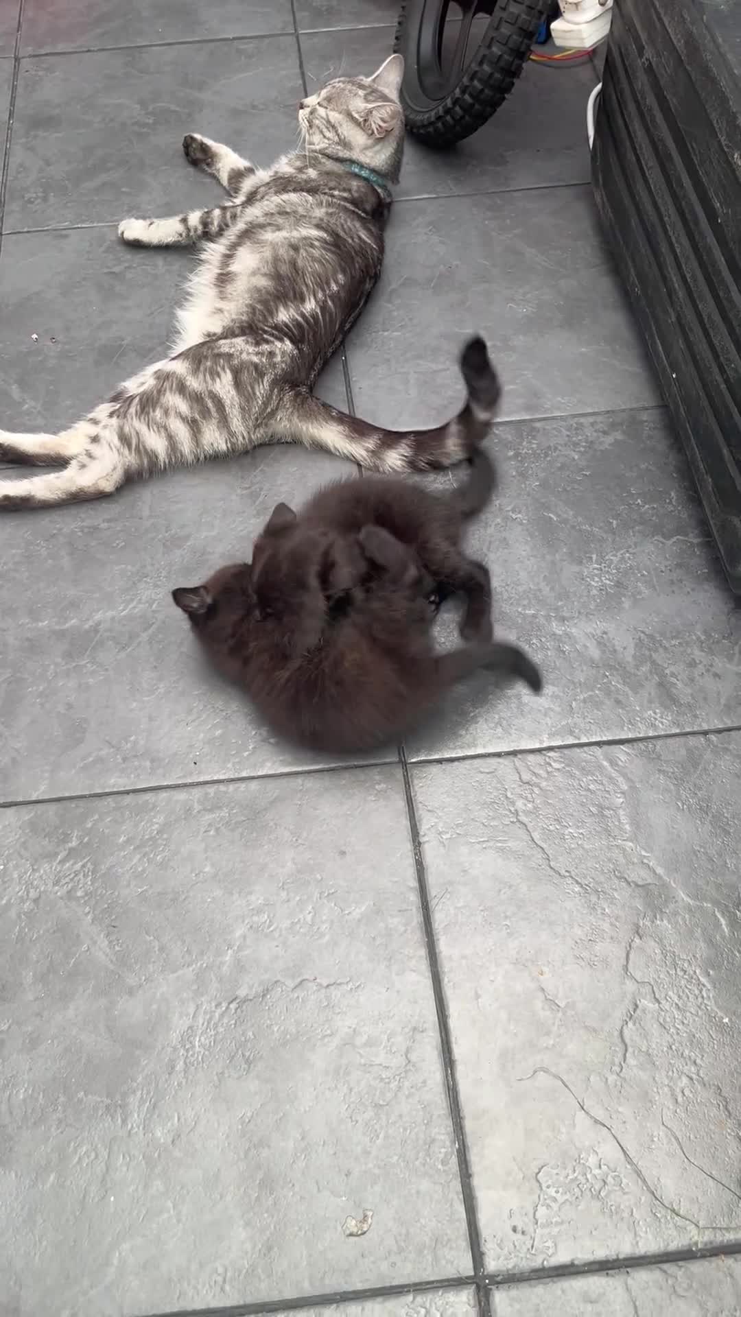 Mixed Breed cats for sale: Identical black/chocolate brown kittens - Video 1