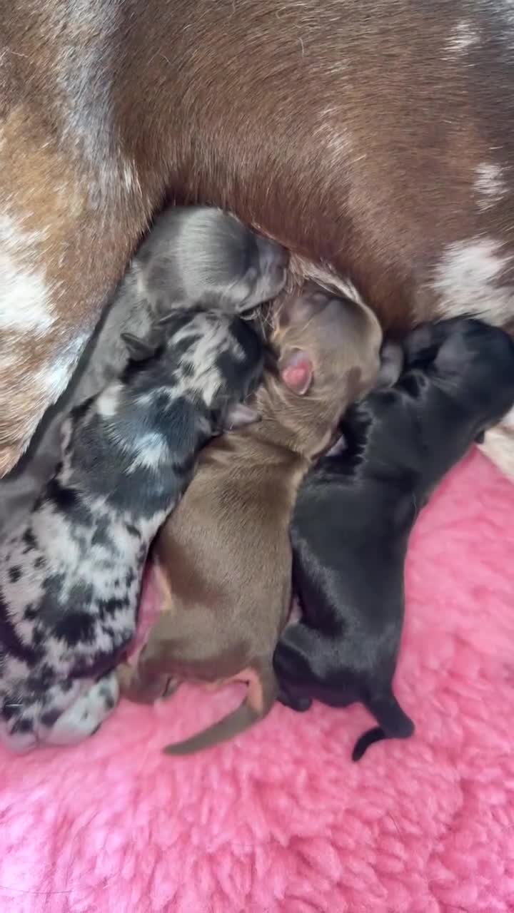 Chihuahua dogs for sale: 🖤 Exquisite litter of chihuahua puppies 🖤 - Video 2