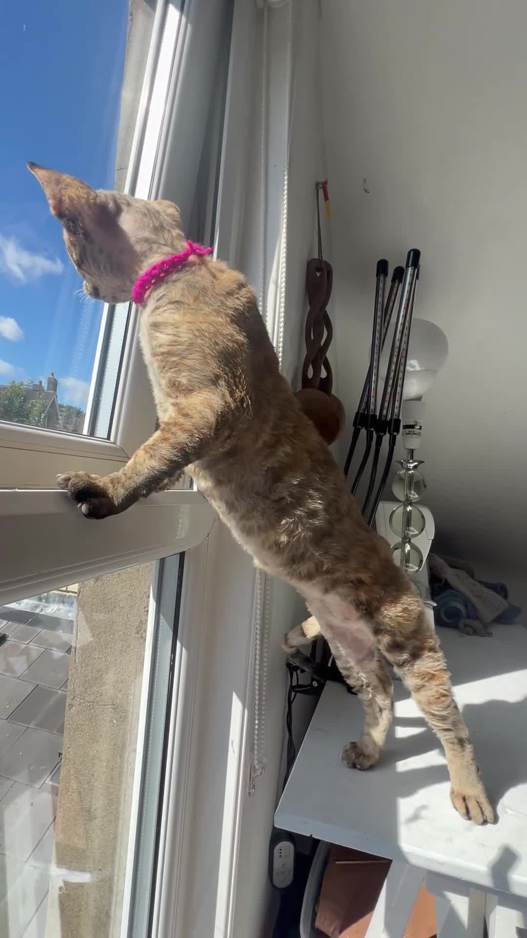 Devon Rex cats for sale: ❤️ OUR LAST GIRL FROM OUR SPRING LITTER  - Video 1