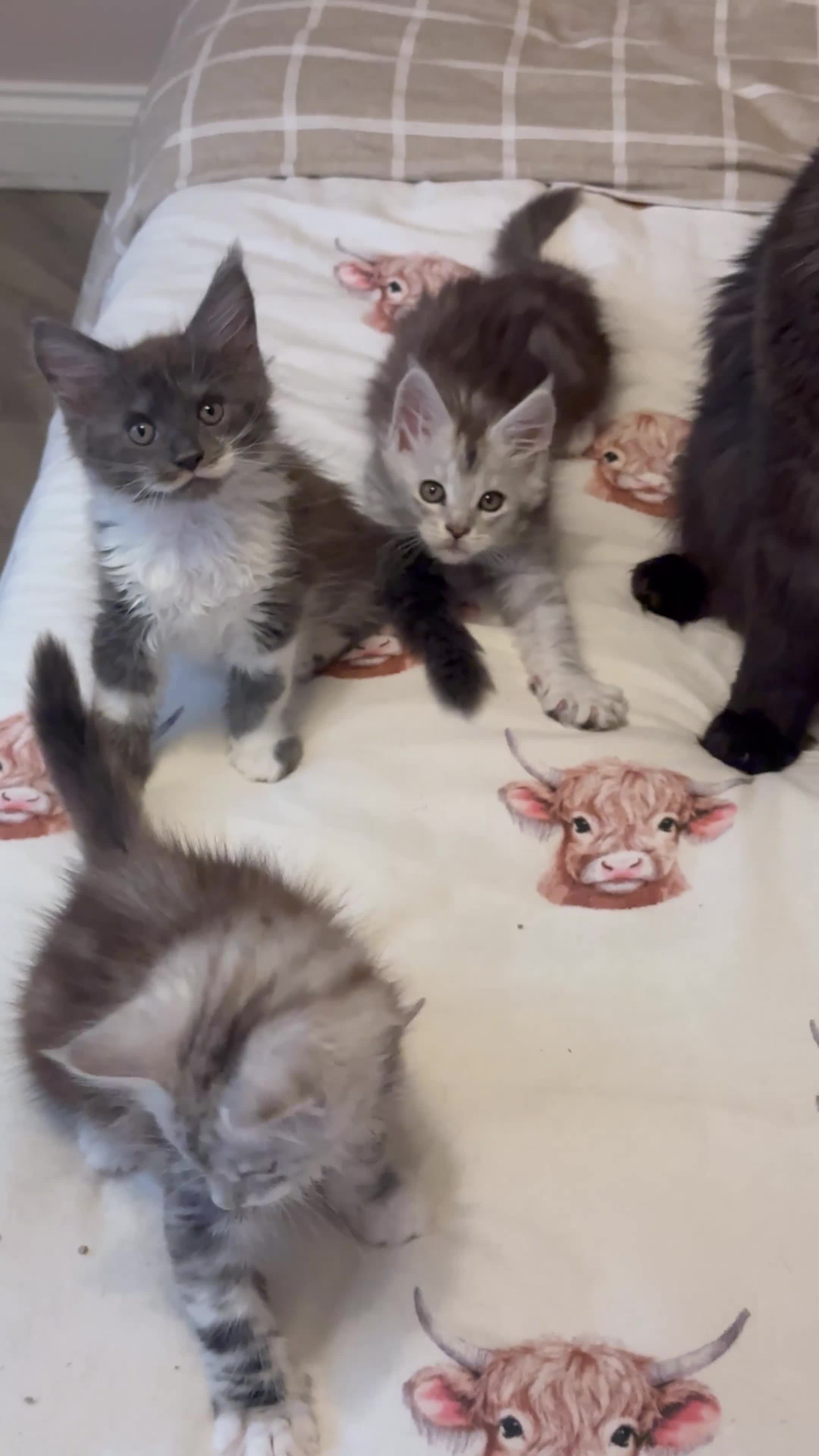 Maine Coon cats for sale: Stunning Maine Coon Litter Of Kittens  - Video 2