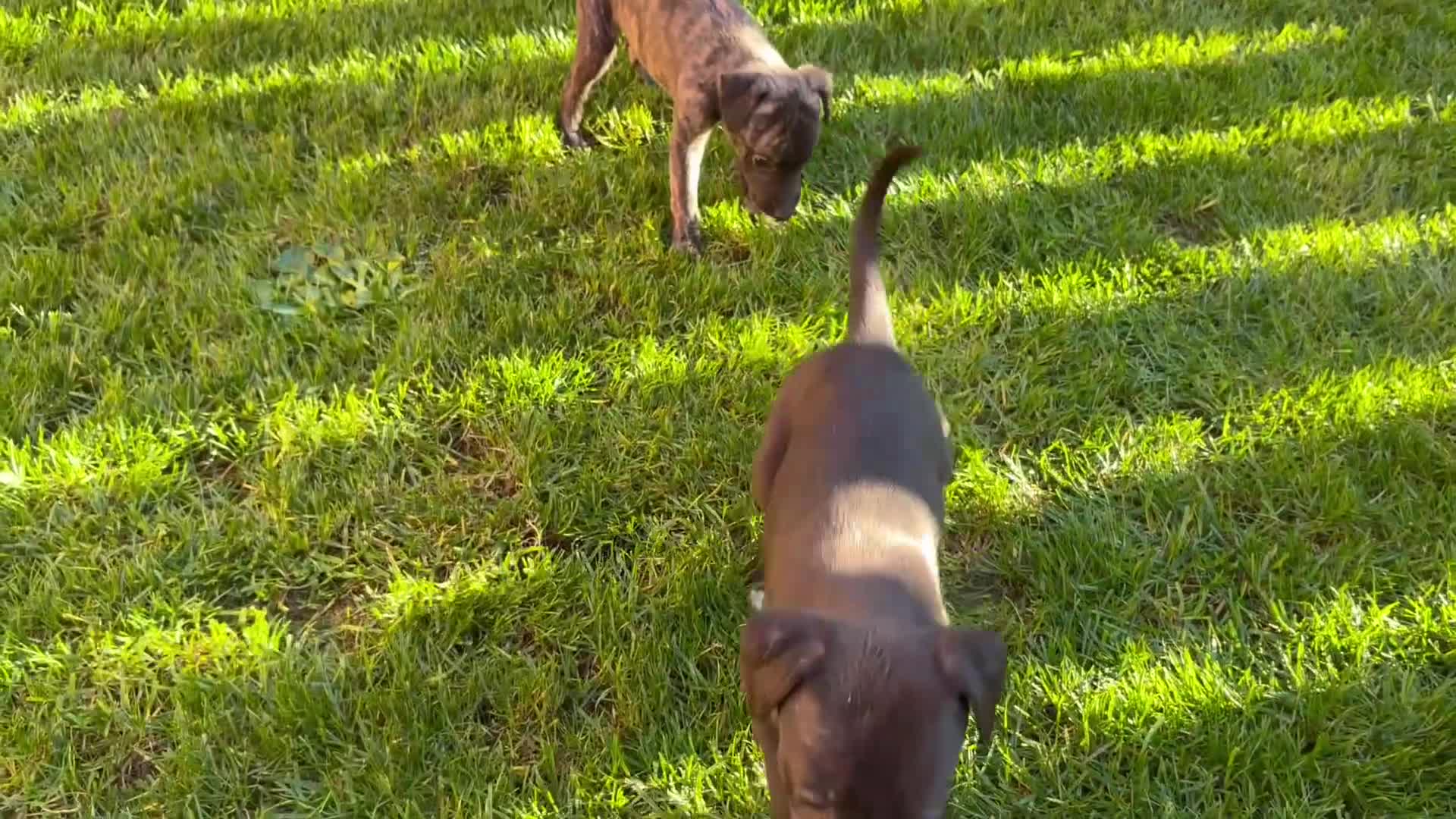 Whippet dogs for sale: KC Whippet Puppies - Video 1