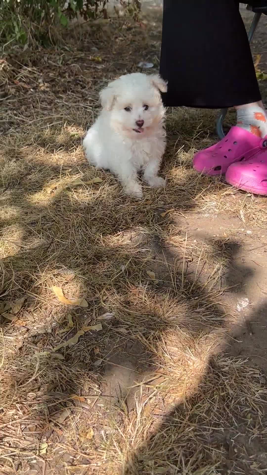 Pomapoo dogs for sale: *Ready to leave Pomapoo last boy * - Video 1