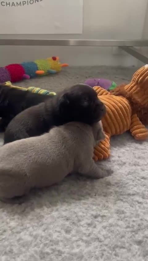 Staffordshire Bull Terrier dogs for stud: Mr T Champion sired Stud Blue gene 🧬 - Video 1