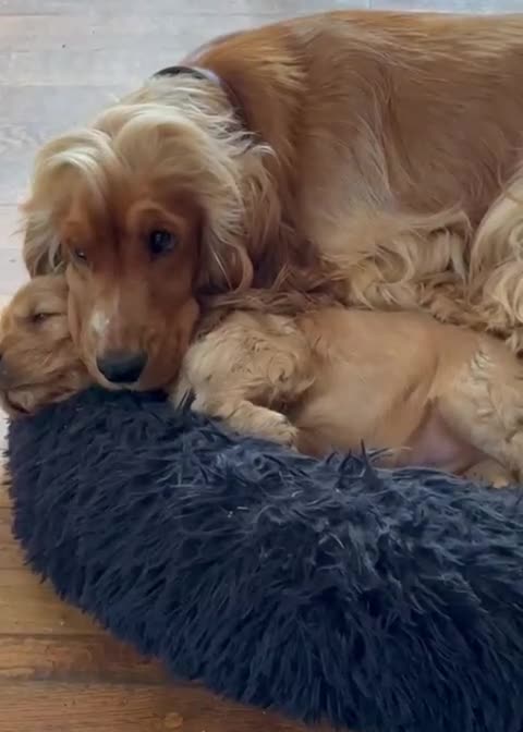 Cocker Spaniel dogs for stud: GOLDEN Show Cocker Stud KC EXCEPTIONAL TESTS- LUDO in Bradford-on-Avon - Video 1