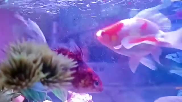 Fancy Goldfish fish for sale: ✨ Beautiful Fancy Goldfish Looking for a New Home  - Video 3