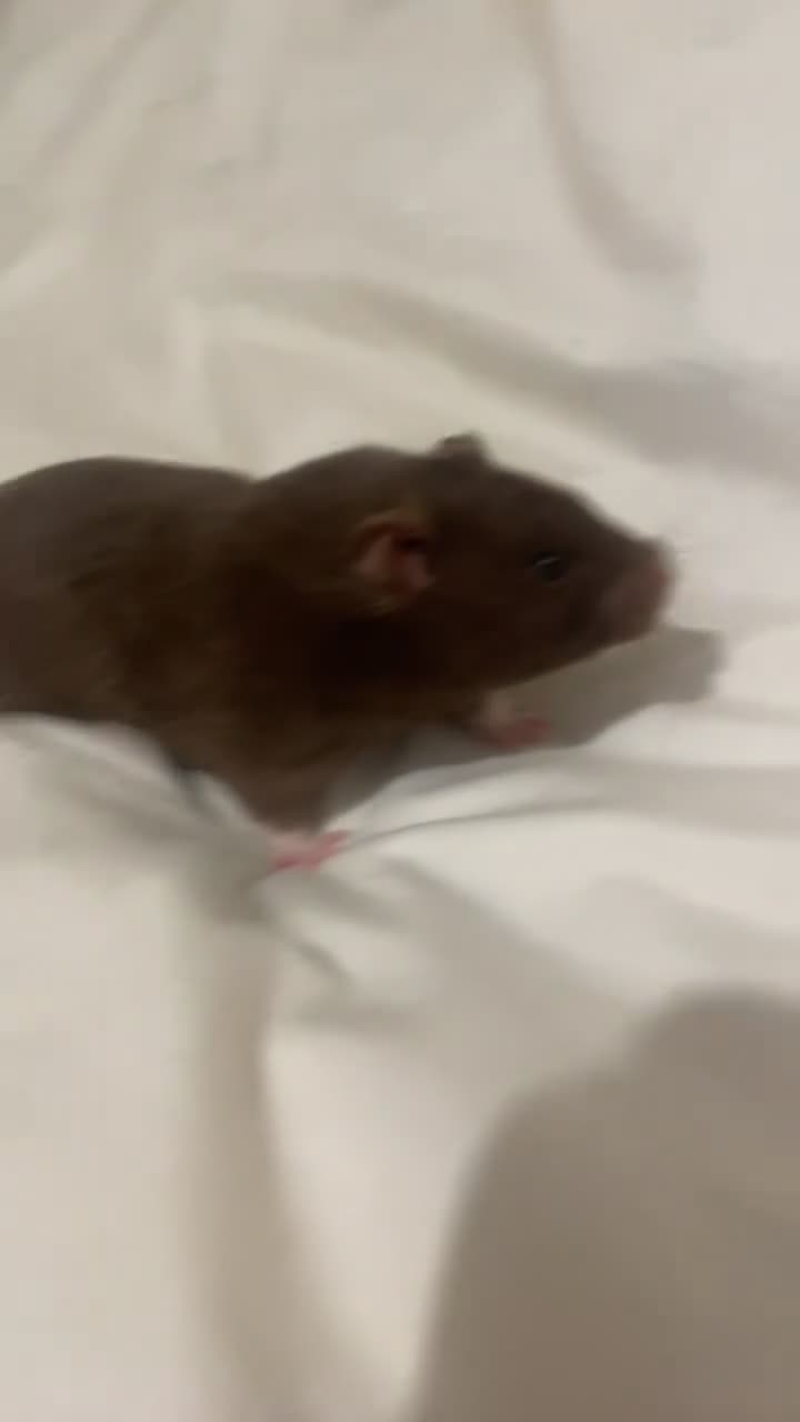 Hamster rodents for sale: male syrian hamster  - Video 2