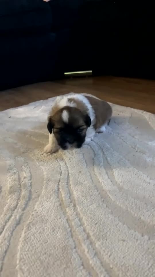 Shih Tzu dogs for sale: Shih Tzu’s  - Video 2