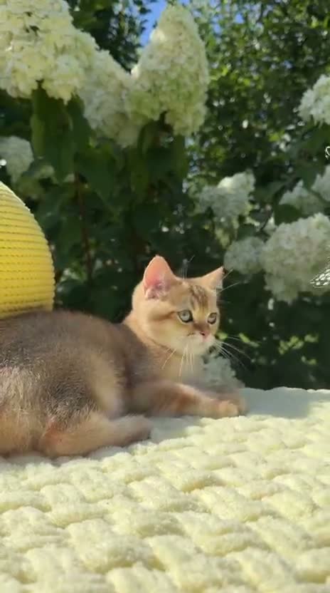 British Shorthair cats for sale: Handsome BSH Boy Black Golden Shaded (ny 11) - Video 2