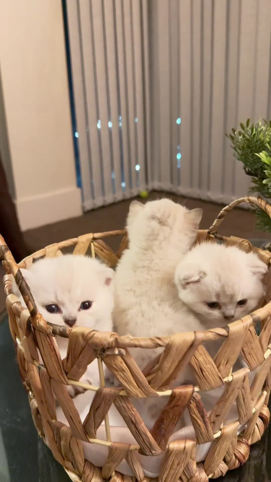 British Shorthair cats for sale: Kitten British shorthair 🧸🤍 - Video 1