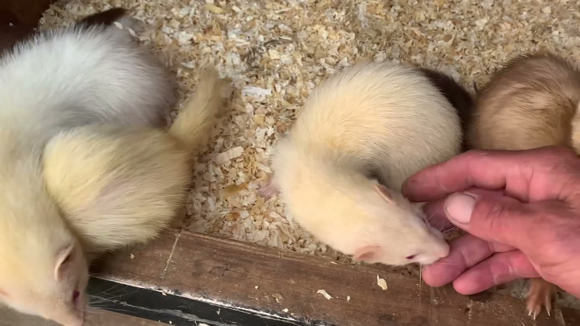 Ferret rodents for sale: Micro Ferrets  - Video 1