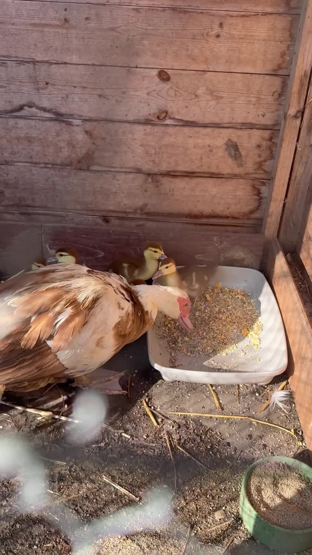 Ducks poultry for sale: Purebred Muscovy ducklings  - Video 3