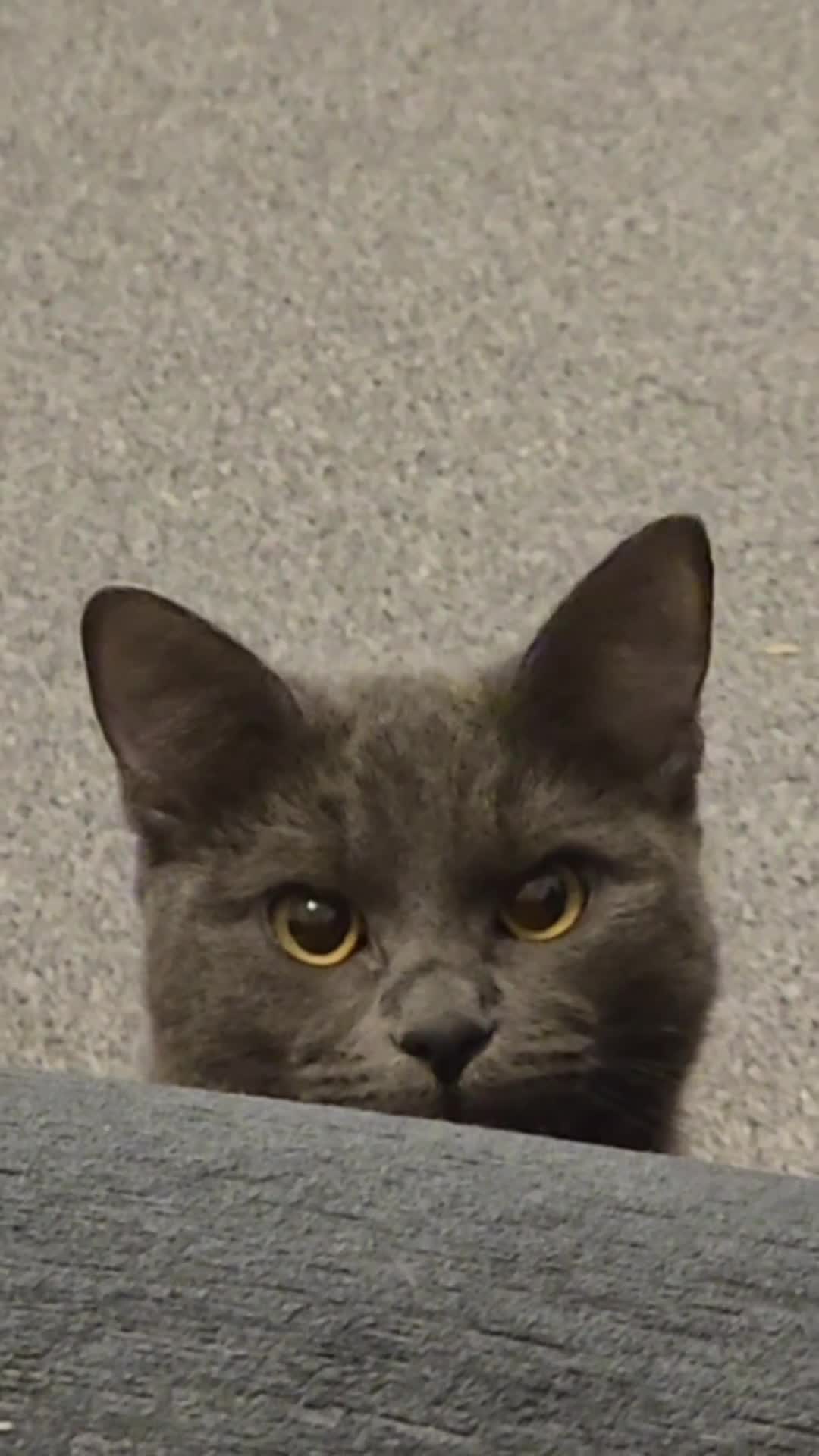 Russian Blue cats for sale: A female grey cat for sale - Video 1