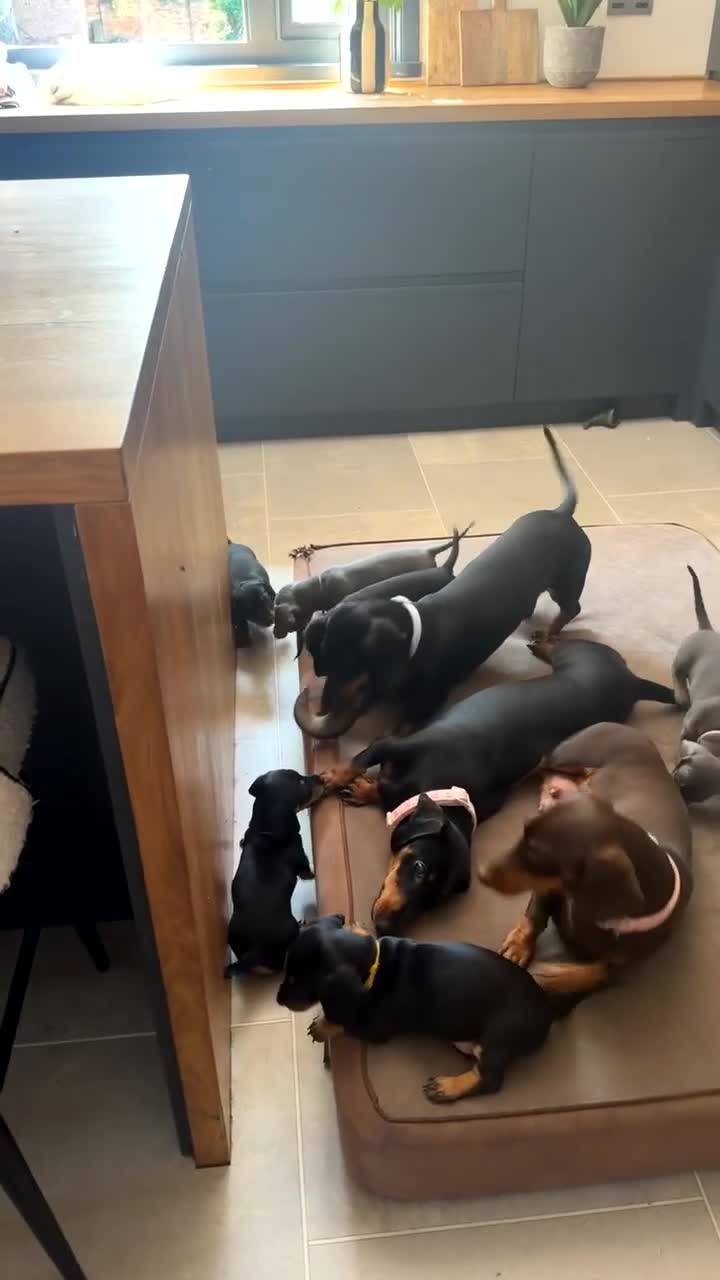 Miniature Dachshund dogs for sale: 7 Black and Tan and Blue miniature Dachshund’s  - Video 1