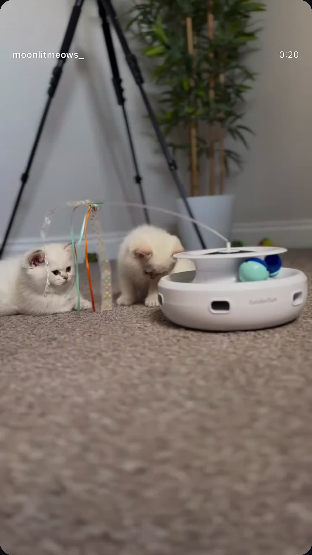 British Shorthair cats for sale: BSH Champion bloodlines TICA Kittens in Bedford - Video 2