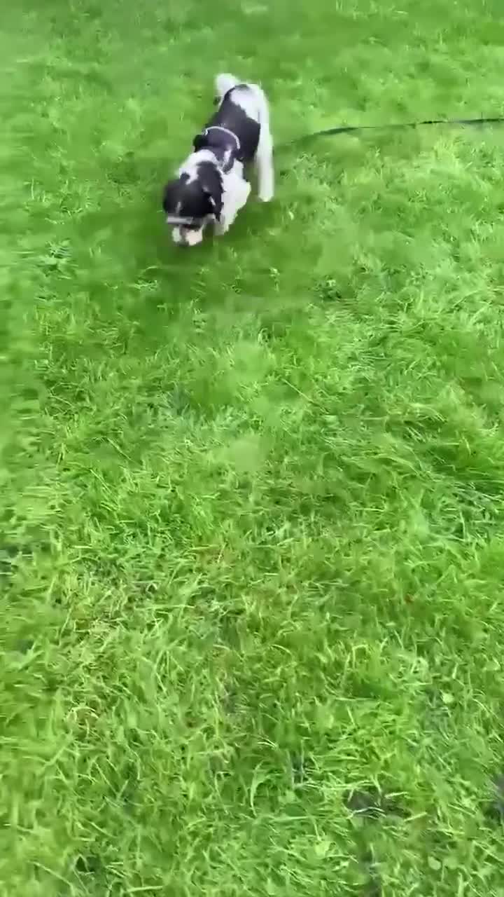 Mixed Breed dogs for adoption: ARIEL - FOR ADOPTION  - Video 1