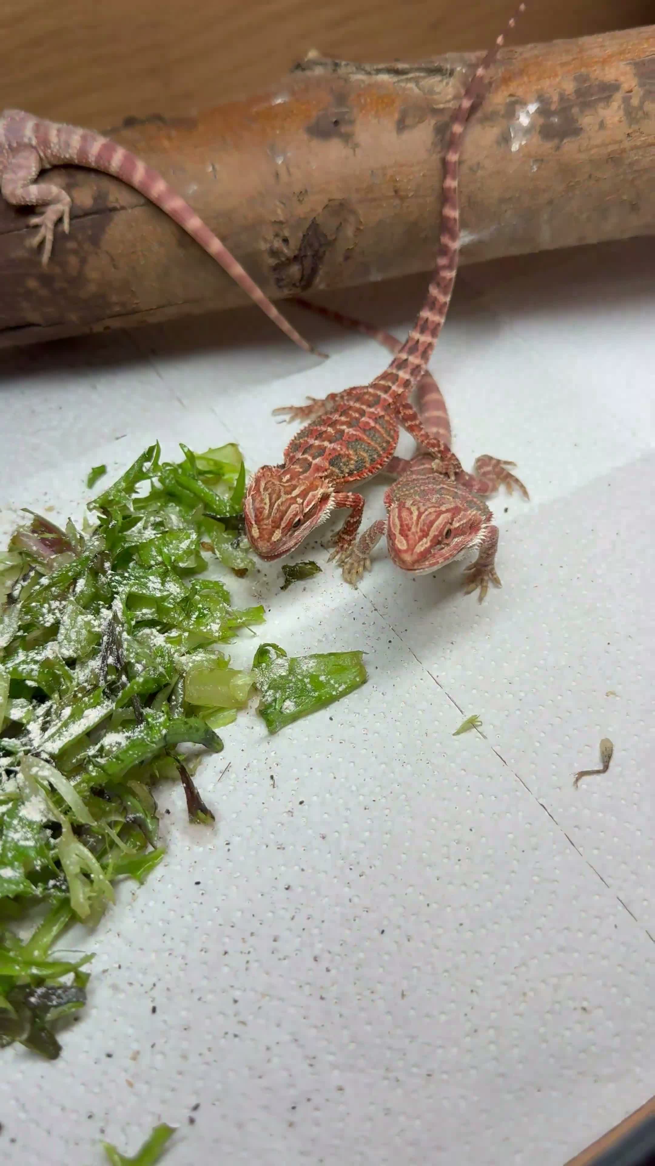 Bearded Dragon reptiles for sale: 💥💥💥Baby Dragons! WEEKEND SPECIAL £150 💥💥💥 - Video 2