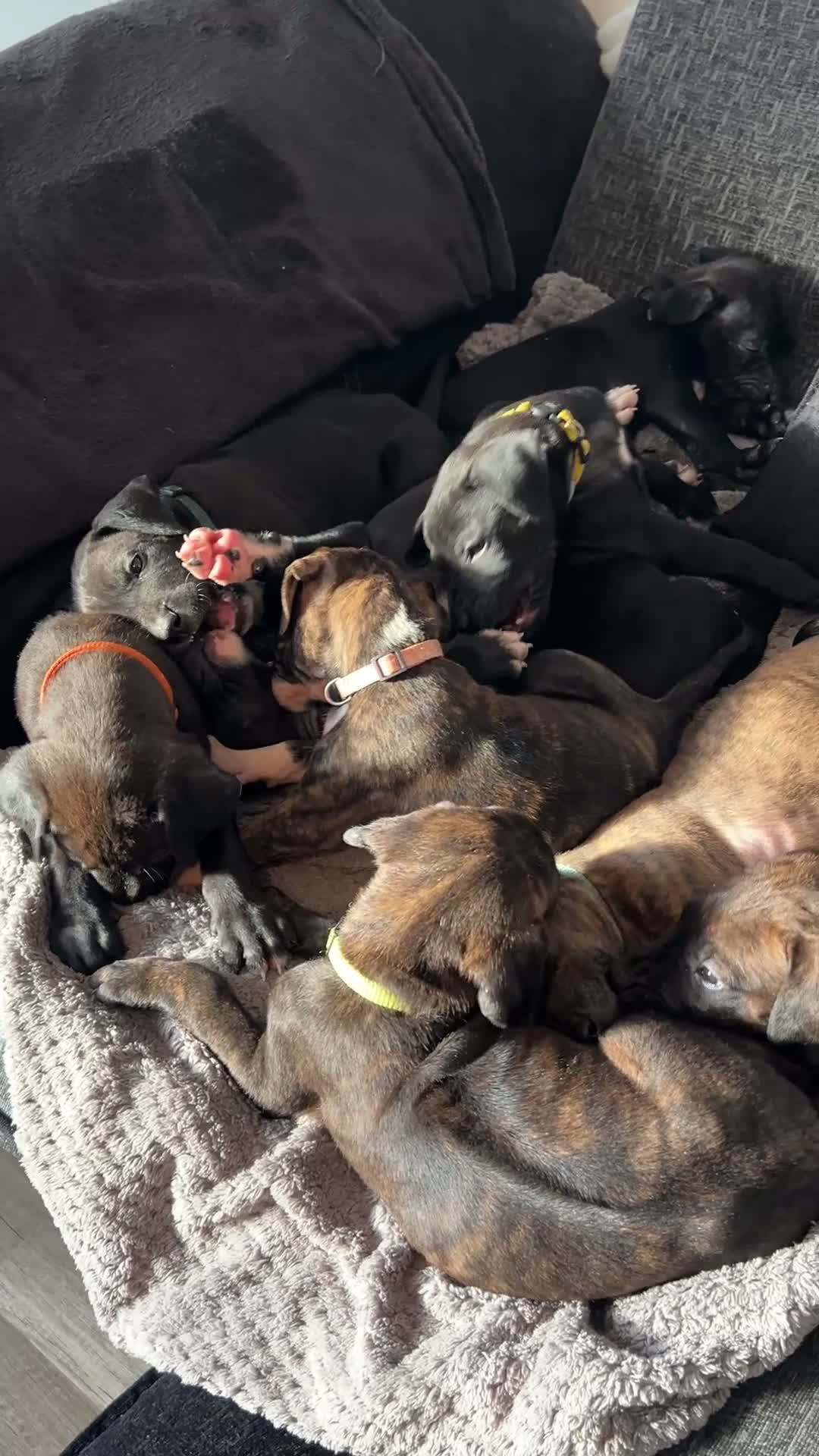 Mixed Breed dogs for sale: Rhodesian Ridgeback x Bull Lurcher - Video 2
