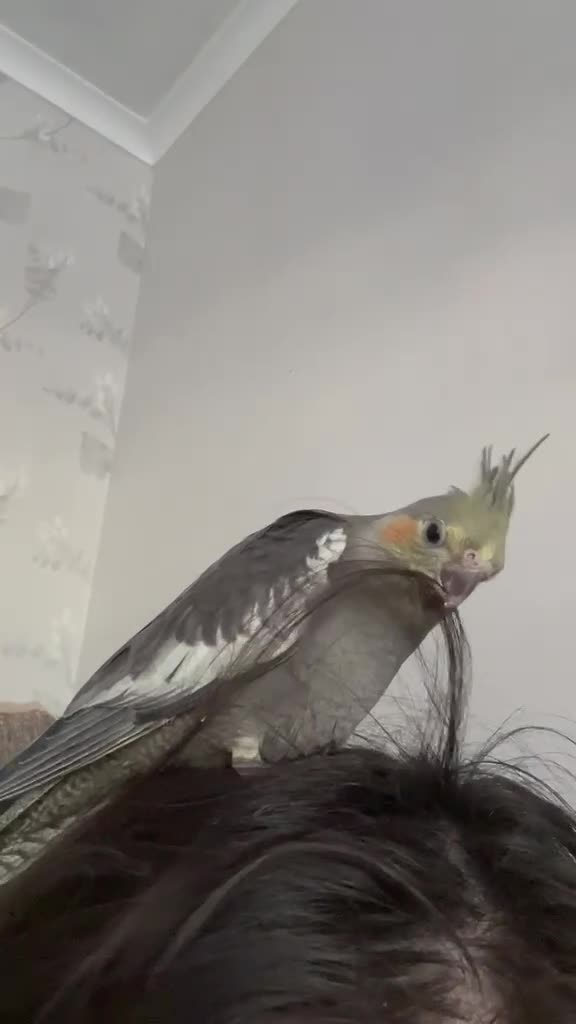 Cockatiels birds for sale: Adorable hand reared cockatiels  in Swindon - Video 2