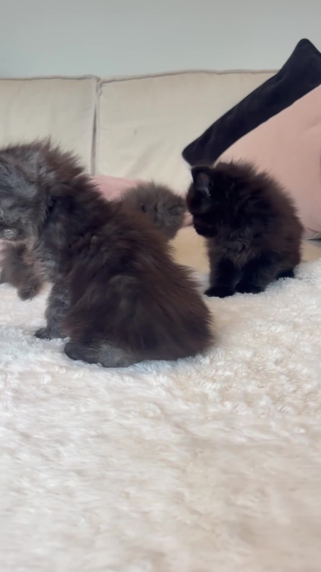 Maine Coon cats for sale: Stunning,ACTIVE,TICA Registered,MaineCoon Kittens - Video 1