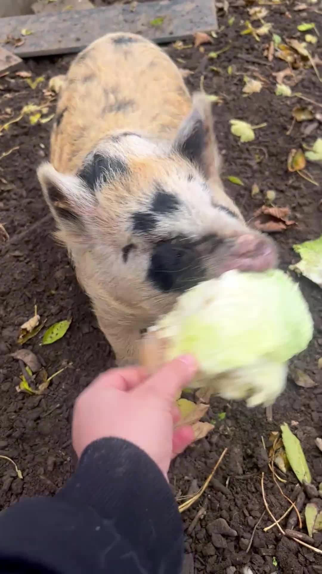 Pig livestock for sale: 2 pigs  - Video 1