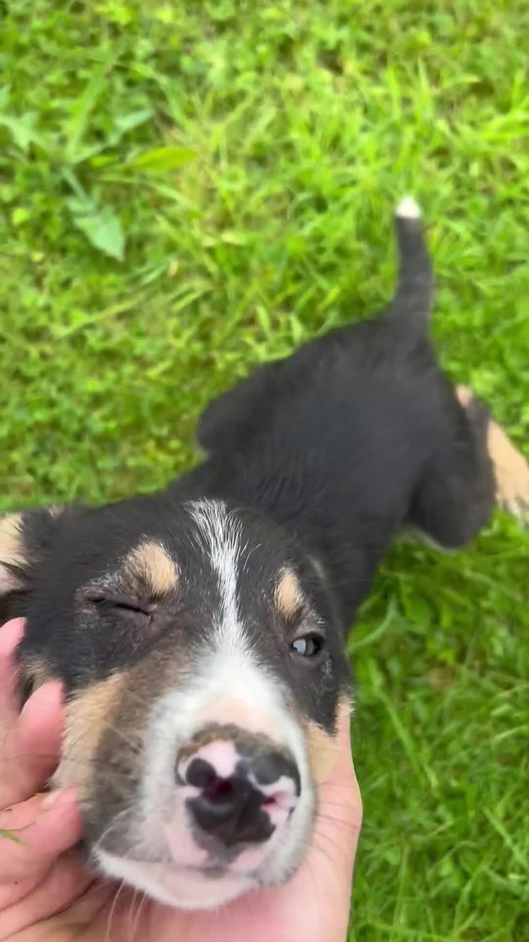 Border Collie dogs for sale: Border collie pups 🐶  - Video 3