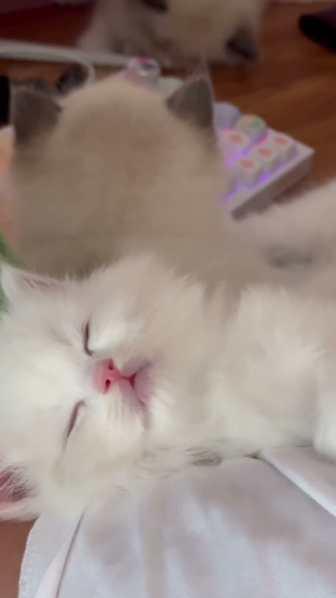 Ragdoll cats for sale: Rare Blue Torte Bi Colour Lynx  - Video 2