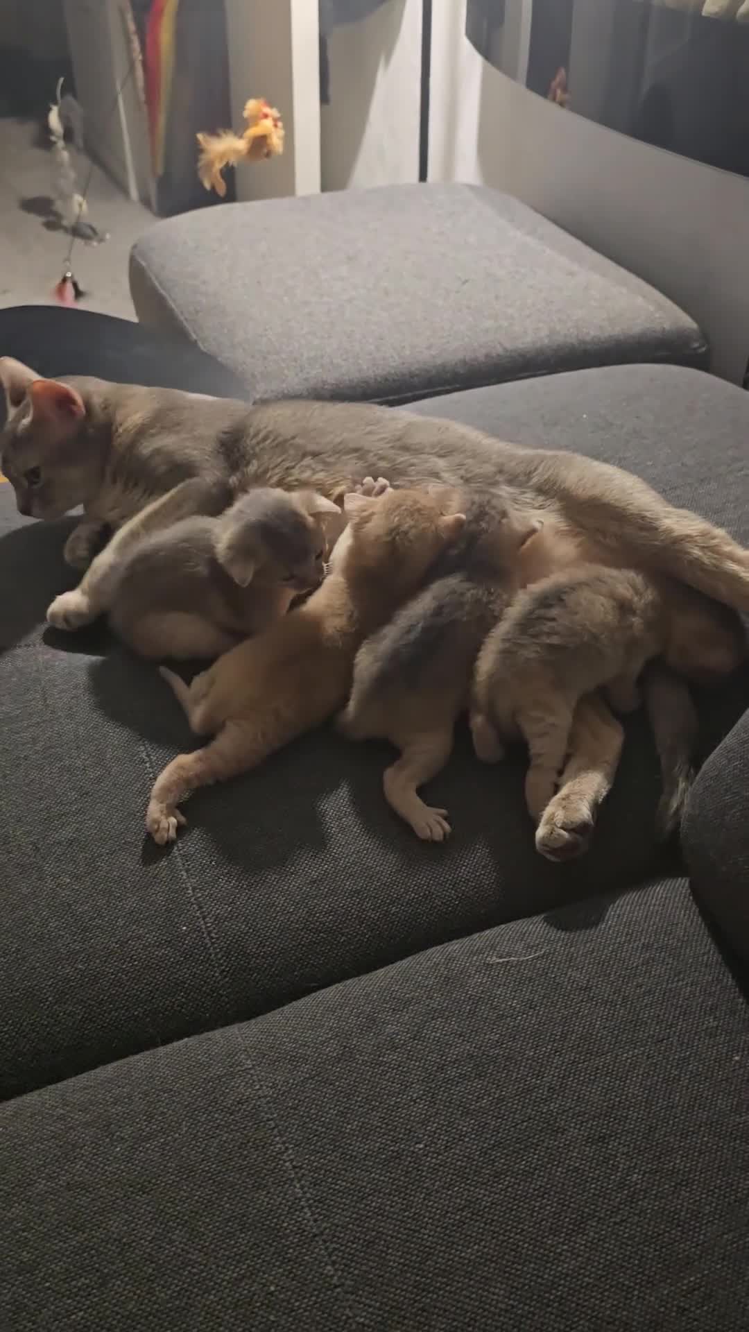 Abyssinian cats for sale: Champions 🏆  line Abyssinian Kitten!😸 - Video 1