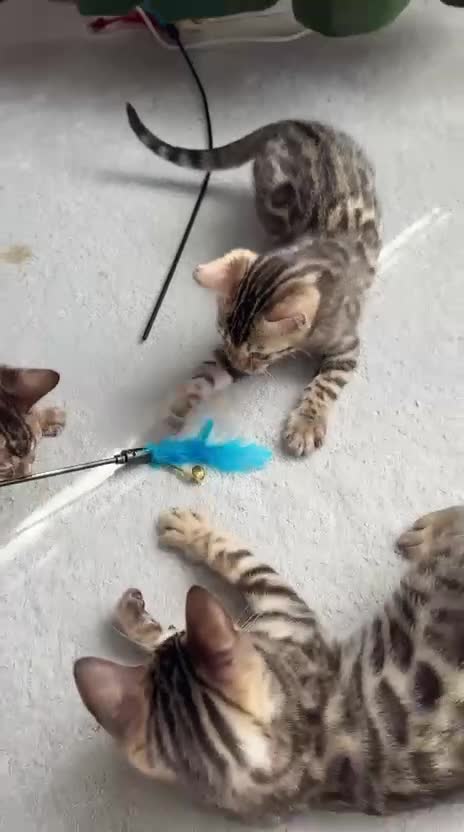 Bengal cats for sale: Bengal kittens in Liverpool - Video 2