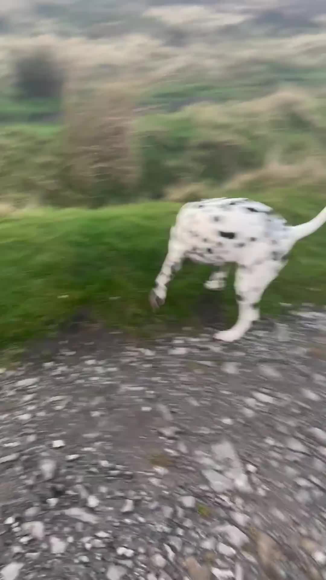 Dalmatian dogs for sale: Dalmatian female 10 months  - Video 2