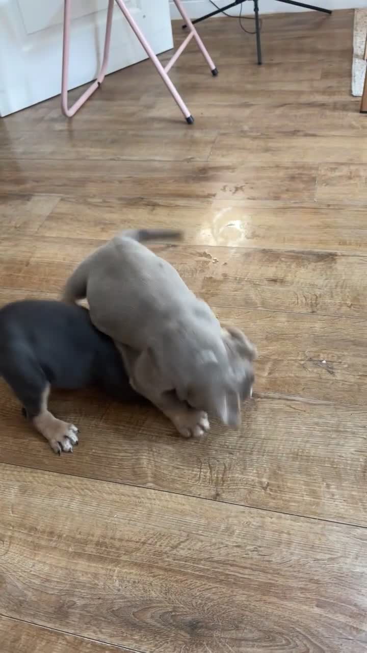 Dorset Olde Tyme Bulldogge dogs for sale: Old tyme bulldog puppies ready to go.  in Sandbach - Video 3