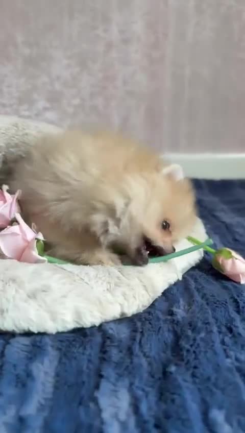 Pomeranian dogs for sale: Luxurious Tiny Pomeranian - 900g/11 weeks old - Video 1