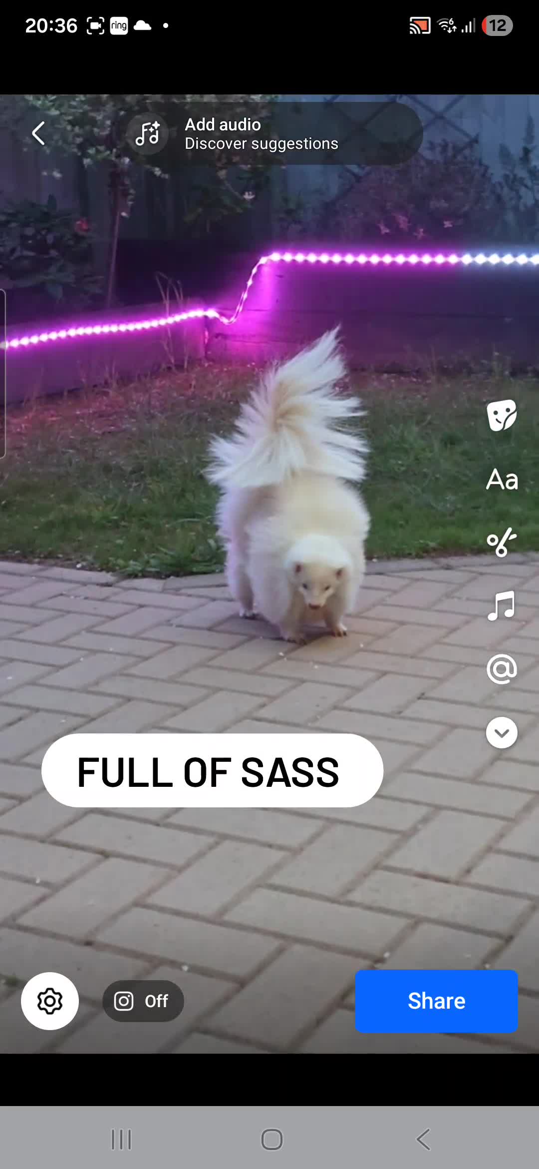 Mixed Breed reptiles for sale: Albino skunk  - Video 3