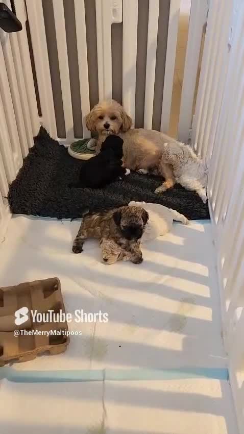 Maltipoo dogs for sale: Rare F2 Toy Maltipoos, DNA Clear + Basic Training - Video 5