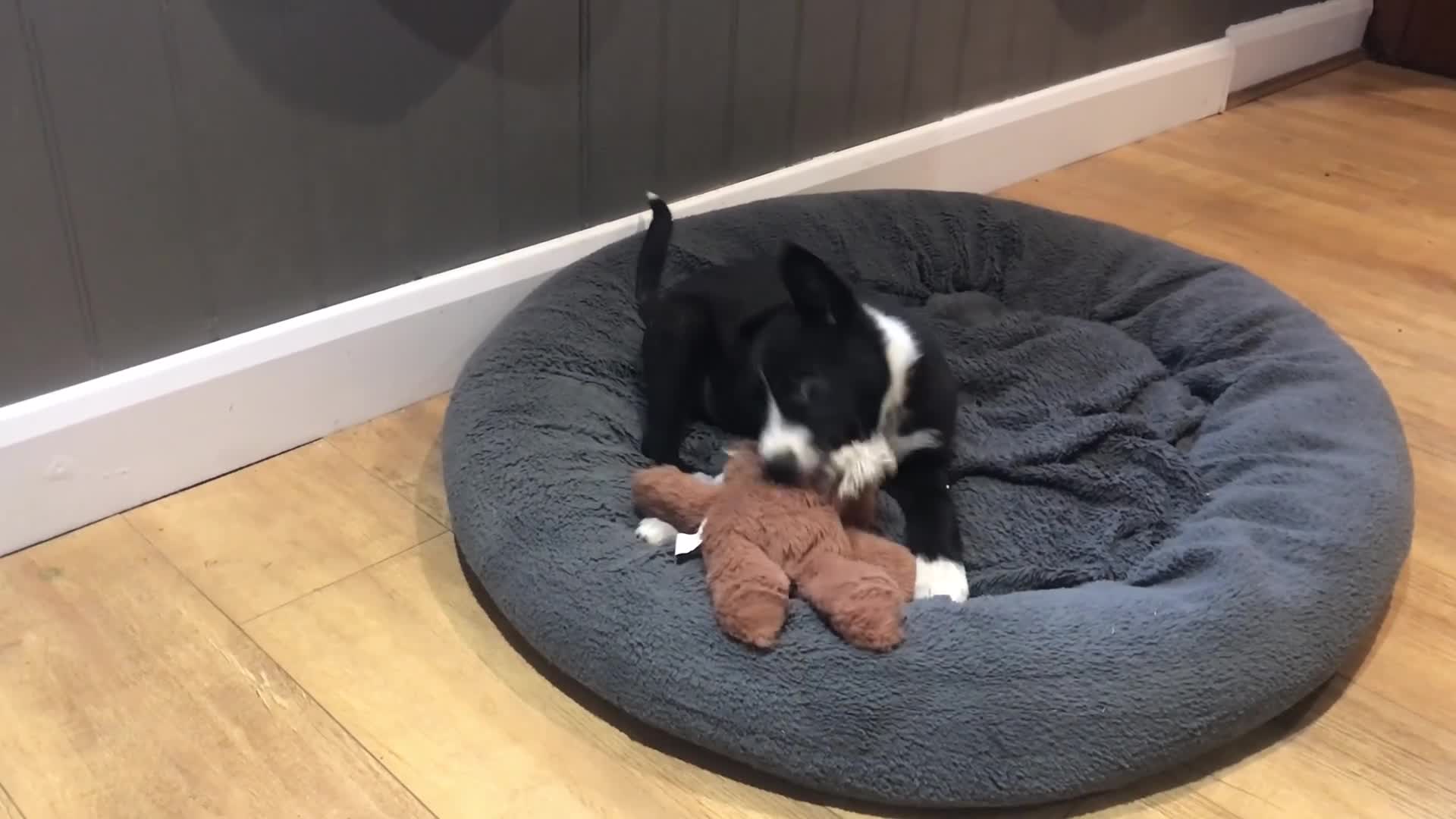 Border Collie dogs for sale: Male Border Collie Pup 10 weeks old - Video 1