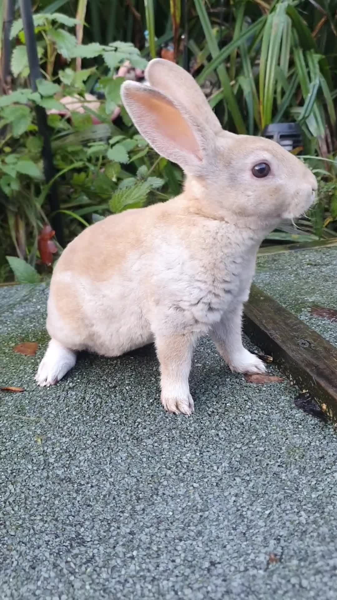 Rex rabbits for sale: Gorgeous mini rex babies  - Video 2