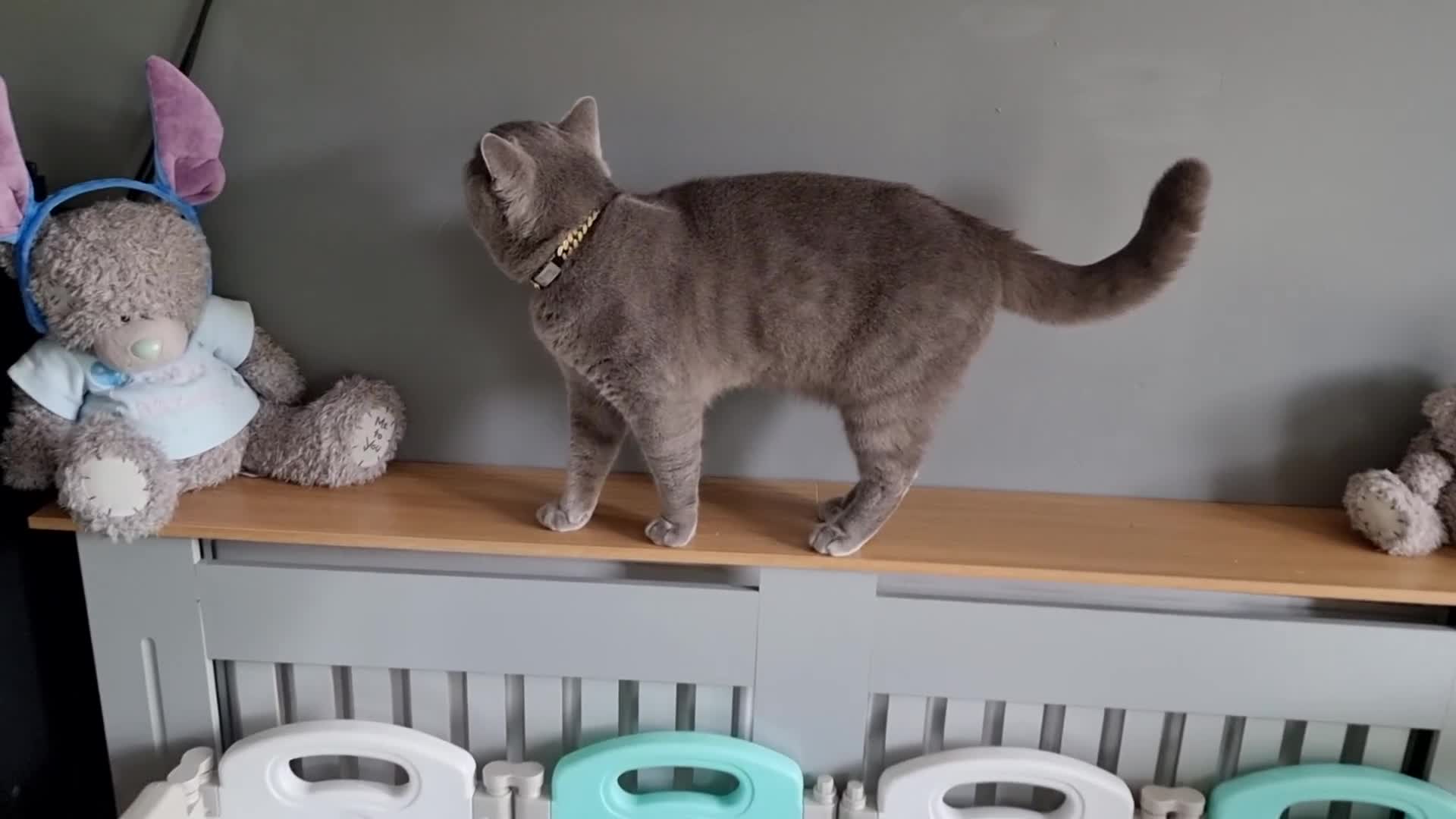 British Shorthair cats for sale: AMAZING BRITISH SHORHAIR KITTENS!!! - Video 1