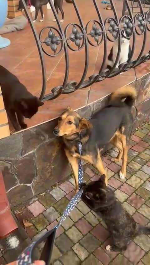 Mixed Breed dogs for adoption: ❤️🐶 RAPUNZEL – 1 year old gentle model❤️🐶  - Video 3