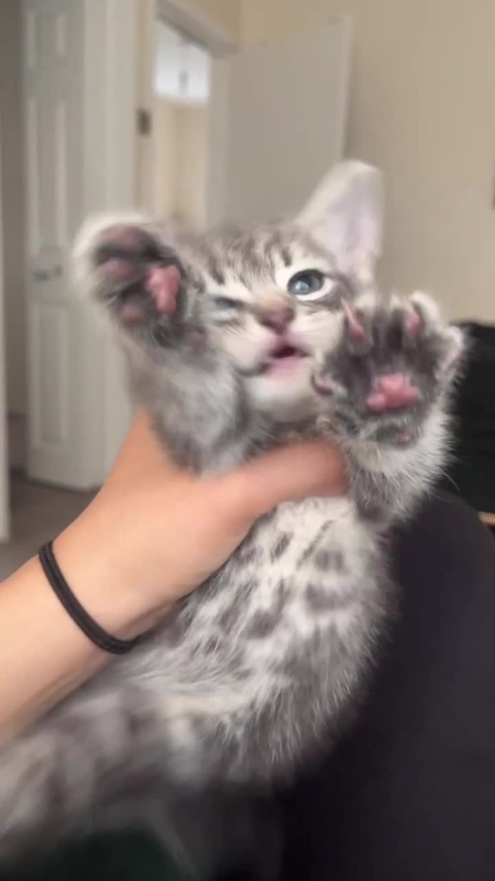 Mixed Breed cats for sale: Kittens for sale  - Video 1