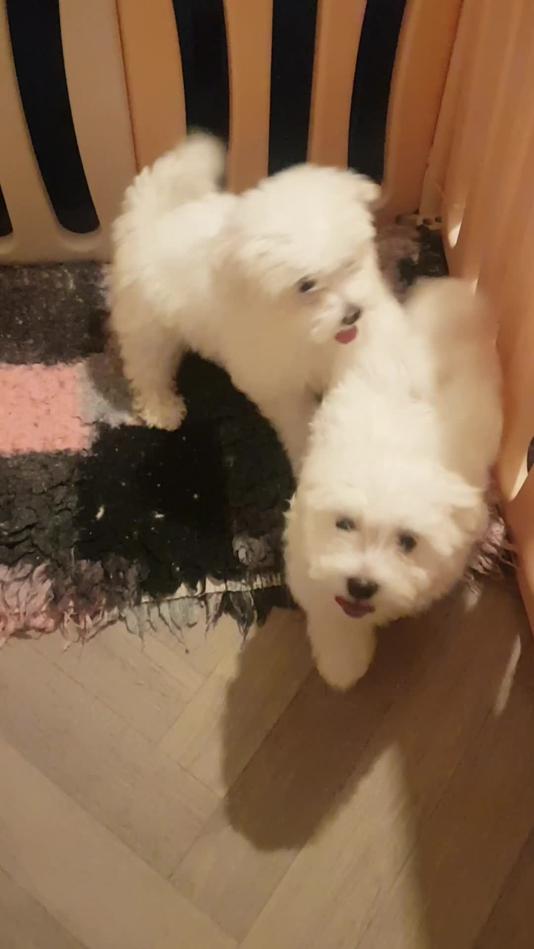 Maltese dogs for sale: Fluffy cute half Korean maltese ready to go  - Video 1