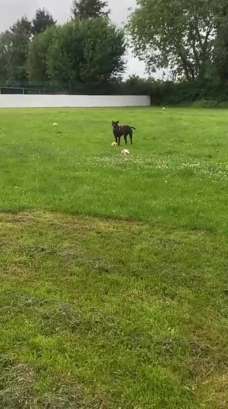 Mixed Breed dogs for adoption: Captain - Video 3