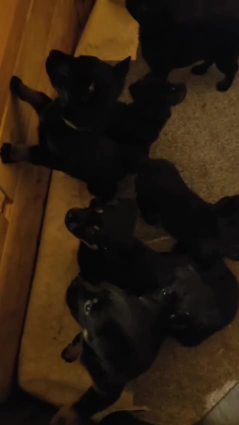 Mixed Breed dogs for sale: Rotti x German shepherd puppies - Video 1