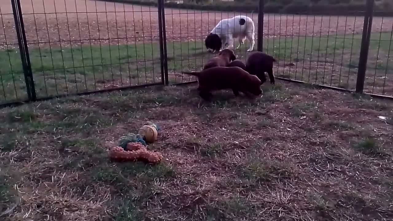 Sprocker dogs for sale: Sprocker boy available  - Video 1