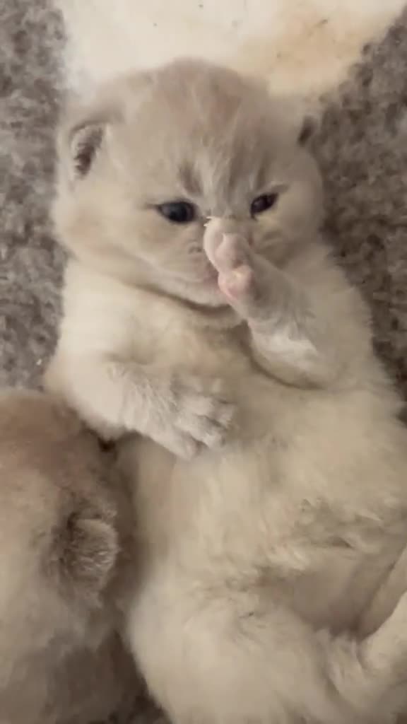 Scottish Fold cats for sale: Stunning Lilac Scottish Fold × BSH Kittens - Video 4