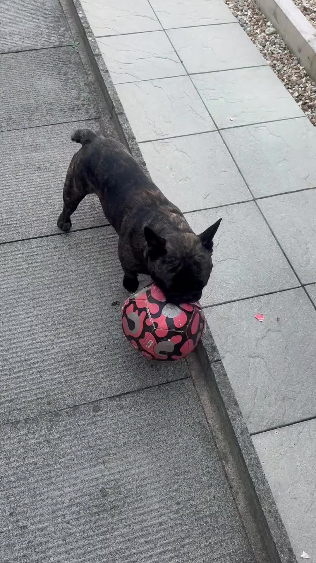 French Bulldog dogs for sale: French bulldog needs new loving home in Solihull - Video 1
