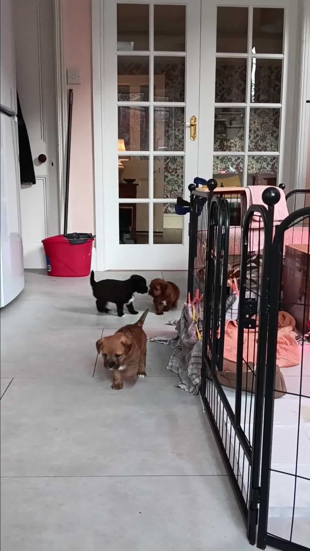 Mixed Breed dogs for sale: Border Terrier cross Cockapoo  - Video 1