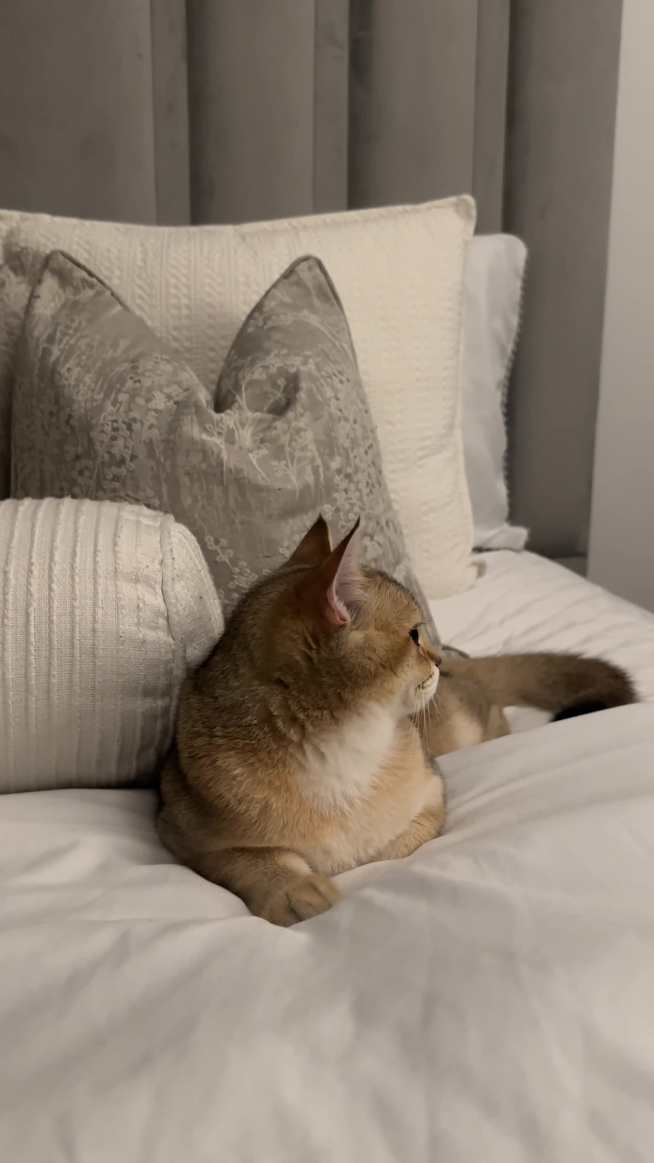 Scottish Fold cats for sale: Dior & Bear - Video 1